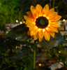 Waterproof Led Solar Sunflower Light for Lawn Pathway